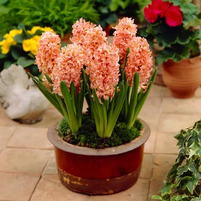 Immagine prodotto di Bulbi di giacinto, resistenti al freddo invernale, perenni, varietà "Gipsy Queen" - 15 bulbi - Collezione di bulbi profumati - 3 varietà/colori - Piante provenienti dai Paesi Bassi - Adatte per giardino, vaso o terrina (bulbi di grandi dimensioni, senza semi)