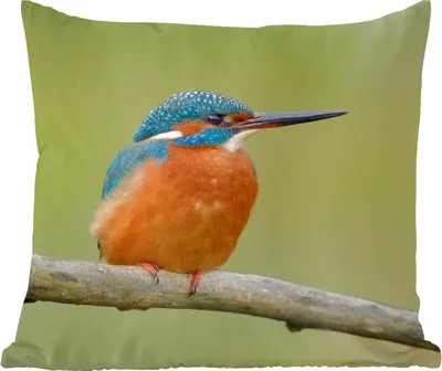 Produktbild von MuchoWow® Zierkissen Sofakissen Wohnzimmer Dekokissen 40x40 cm Eisvogel - Orange - Zweige - Foto Kissen - Schlafzimmer Dekoration