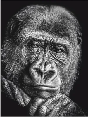 Produktbild von ARTland Wandbild Alu für Innen & Outdoor Gorilla Größe: 45x60 cm