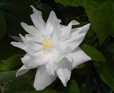 Produktbild von Gartenjasmin - Pfeifenstrauch - Philadelphus Natchez - stark duftend  (40-60)