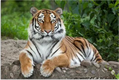 Produktbild von MuchoWow® Poster Tiger - Natur - Steine 90x60 cm - Schlafzimmer
