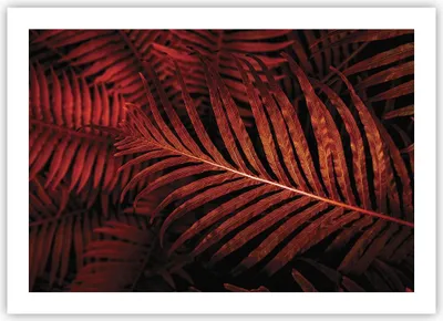 Produktbild von Poster - Poster ohne Rahmen - Rot Blätter Palmen - 70x50 cm - Wand Bild - Wanddeko - Wandbilder - Kunstposter - Wandposter - Bilder - Kunstdruck - Wanddekoration - Wandbild - P2XAA70x50-4816