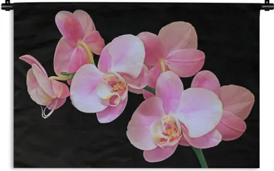 Produktbild von MuchoWow® Wandteppich Wandbehang Eine Nahaufnahme von rosa Orchideen auf einem schwarzen Hintergrund 90x60 cm Tapisserie Dekoration Wandtuch - Wandskulpturen - Bildteppich