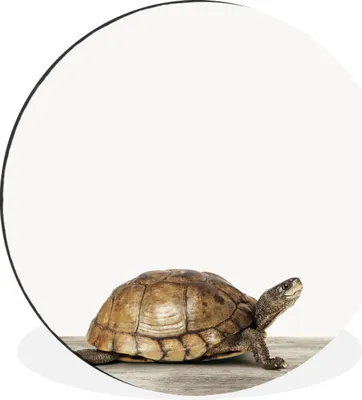 Produktbild von MuchoWow® Aluminium Wandkreis Schildkröte - Junge - Tiere - Kinder - Mädchen Ø 30 cm Wanddeko Modern Wohnzimmer - Wand Bild - Wohnzimmer - Runde Bilder - Alubilder - Kunst für zu Hause - Aluminium - Wanddekoration
