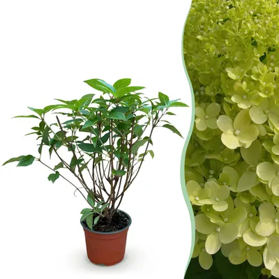 Produktbild von Green boutiQ - Gartenpflanze - Hydrangea panniculata Limelight - Rispenhortensie - Winterhart - Limettengrün - 1 Pflanze - Topf 12cm - Höhe 20-30cm