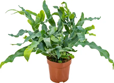 Image de Bloomique - Phlebodium Blue Star - Fougère bleue - Plante d’intérieur - Dépolluante - Sans danger pour les animaux - Hauteur 20-30 cm - Pot 12 cm