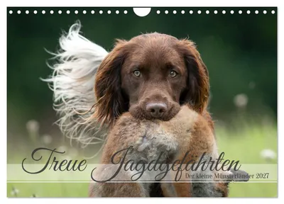 Produktbild von Treue Jagdgefährten Der kleine Münsterländer (Wandkalender 2027 DIN A4 quer), CALVENDO Monatskalender
