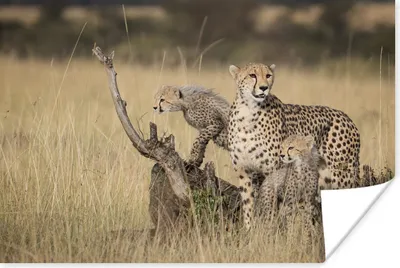 Produktbild von MuchoWow® Poster Gepard mit Jungtieren 60x40 cm - Schlafzimmerdekoration