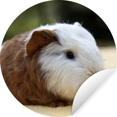 Produktbild von MuchoWow® Runde Wandtattoo - Wandsticker Tapete Aufkleber Junges Meerschweinchen Ø 100 cm Selbstklebend und Repositionierbar - Wandaufkleber - Kreis - Tapetenkreis - Wandbild rund - Schlafzimmerdekoration - Wanddeko - runde Tapete - Kunst für zu Hause