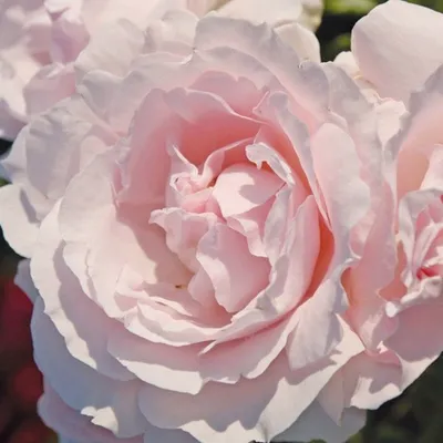 Produktbild von Rosa - Kordes Parfuma® Rose - Rosa 'Constance Mozart'®