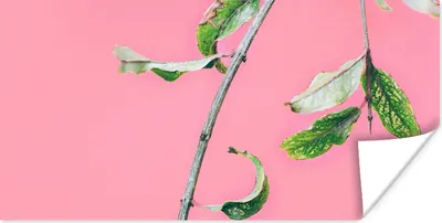 Produktbild von MuchoWow® Poster Pflanzen - Sommer - Rosa 160x80 cm - Foto Poster