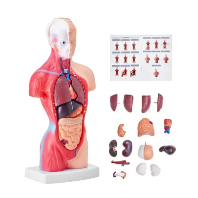 Image de Modèle de corps humain - 15 pièces 28 cm - Modèle de torse anatomique - Organes amovibles - Outil pédagogique pour les étudiants.