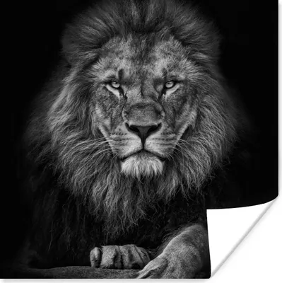 Produktbild von MuchoWow® Poster Löwe - Tiere - Schwarz - Weiß 100x100 cm - Babyzimmer