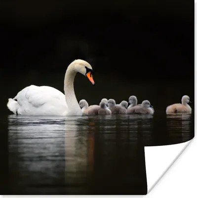 Produktbild von MuchoWow® Poster Vögel - Schwan - Küken 50x50 cm - Wohnzimmerdekoration