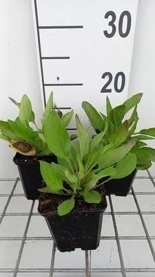 Zdjęcie produktu dla 6 x Rudbeckia fulg. 'Speciosa' - Jeżówka - doniczka 9 x 9 cm
