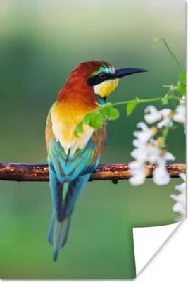 Produktbild von MuchoWow® Poster Vogel - Bienenfresser - Blumen 60x90 cm - Wanddekoration