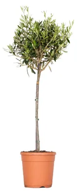 Image de Bloomique - Olea Europaea - Olivier sur tige - Plantes de jardin - Rustique - Hauteur 100-120 cm - Pot 21 cm