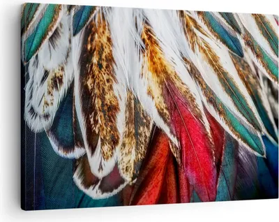 Produktbild von Bild auf Leinwand - Leinwandbild - Federn Federn Vogel - 70x50cm - Wand Bild - Wanddeko - Wandbilder - Leinwanddruck - Bilder - Kunstdruck - Wanddekoration - Leinwand bilder - Wandkunst - AA70x50-3743