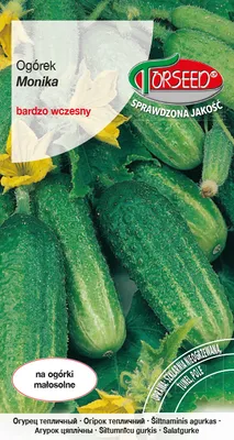 Produktbild von Samen der gemahlenen Monika-Gurke 1g - Torseed