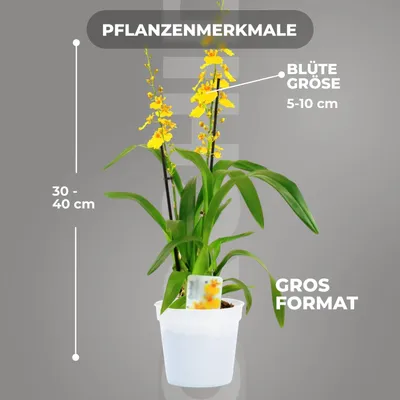Immagine prodotto di Orchidee, piante vere. Oncidium Joost: 2 grandi piante da interno provenienti dai Paesi Bassi, alte 30-40 cm, con fiori e profumate (non artificiali, senza fertilizzante e vaso, senza semi, non resistenti al gelo)