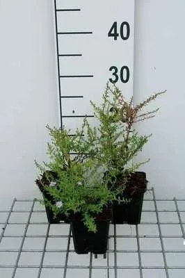 Obrázok produktu pre 6 x Aster eric. blue Star' - Jesenná astra - Kvetináč 9 x 9 cm