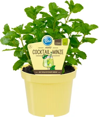Image de Menthe HUGO - Menthe Cocktail- Mentha spicata - Plante aromatique en pot de 12cm