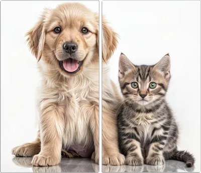 Produktbild von Spritzschutz Herdabdeckplatte Schneidebrett aus Glas Hund und Katze 2-Teilig (60x52cm)