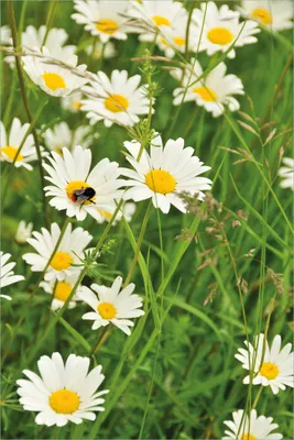 Produktbild von Wallario selbstklebendes Poster - Margeritenwiese, Größe: 61 x 91,50 cm