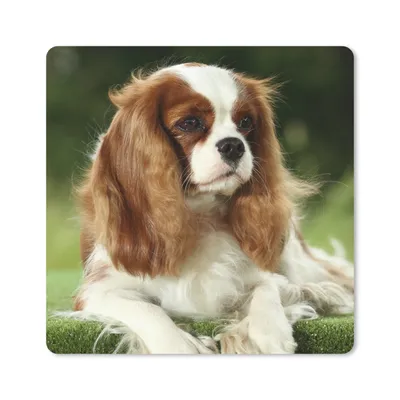 Produktbild von MuchoWow® Mauspad Mousepad Porträt eines Cavalier King Charles Spaniels 30x30 cm - Mousepads - Maus Mat - Pad - Mausunterlage - Gaming