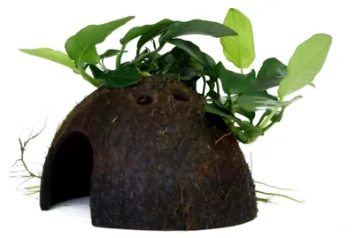 Produktbild von Anubias barteri var. nana Wasserpflanze auf Kokosnussschale
