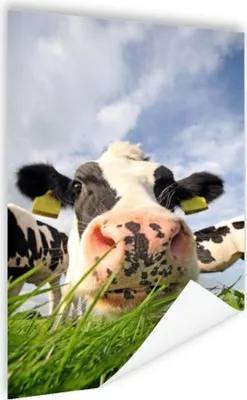 Produktbild von MuchoWow® Poster Kuh - Bauernhof - Gras - Tiere 80x120 cm - Papierdruck