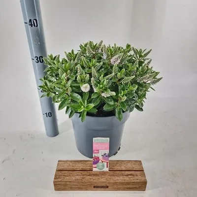 Productafbeelding van Hebe Donna® 'White' (Addenda) - Struikveronica | 30-40 cm in pot