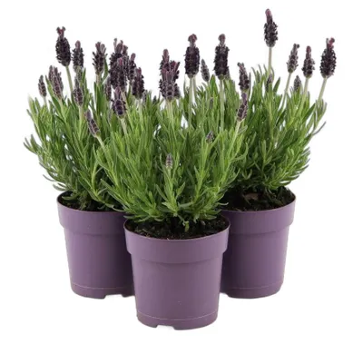 Obrázok produktu pre Levanduľa, sada 3 ks, 30 cm