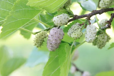 Produktbild von Weiße Maulbeere ca. 40 cm Morus alba 'Macrophylla'  Maulbeergewächs