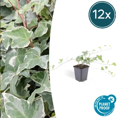 Produktbild von Bodendecker – Brectan – Hedera helix 'Glacier' – 9-cm-Topf – 12er-Set