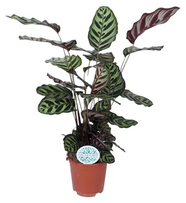 Immagine prodotto di Calathea Makoyana - 60-70cm - Ø21cm - Pianta d'appartamento - Sempreverde
