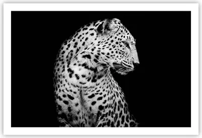 Produktbild von Poster - Poster ohne Rahmen - Leopard Panther Katze - 91,5x61 cm - Wand Bild - Wanddeko - Wandbilder - Kunstposter - Wandposter - Bilder - Kunstdruck - Wanddekoration - Wandbild - P2XAA91x61-4919