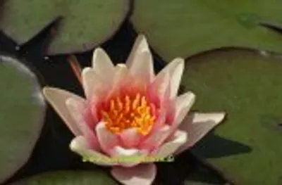 Produktbild von 2 SEEROSEN der Sorte Sioux, orange Blüten, Teich