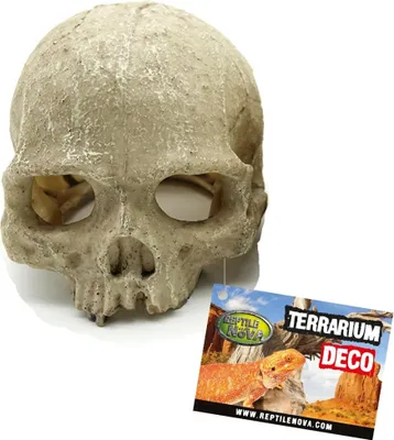 Obrázek produktu pro Reptile Nova Skull lebka primáta lebka terarijní dekorace 11x14cm