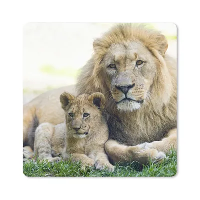 Produktbild von MuchoWow® Mauspad Mousepad Löwe - Jungtier - Porträt 30x30 cm - Mousepads - Maus Mat - Pad - Mausunterlage - Gaming