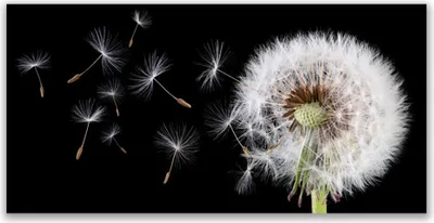 Produktbild von Tulup Leinwand-Bilder 120x60 Wandbild Canvas Kunstdruck Pusteblume Pflanzen