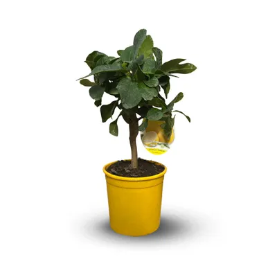 Image de Citronnier limon - citrus limon - agrume méditerranéen - arbre fruitier - ↕ 35-40 cm - ⌀ 15 cm