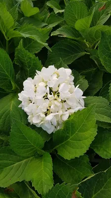 Image de Hydrangea macrophylla 'Blanc' / Hortensia Blanc