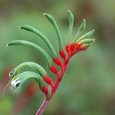 Produktbild von Rotgrüner Känguruphote (Anigozanthos manglesii) - 20 Samen