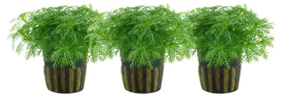 Produktbild von Aquarium Pflanze 3 Stück Hottonia palustris Wasserpflanze Tropica Nr.027 Set
