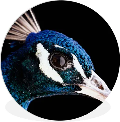 Produktbild von MuchoWow® Rundes Wandbild - Runde Bilder Pfau - Tier - Blau Ø 60 cm Kreis Wanddekoration Kunststoff - Wandkreis - Wandschmuck - Wand Kreis - Das Schlafzimmer - Die Bilder - Wandmalerei - Kunst für das Haus - das Plastik