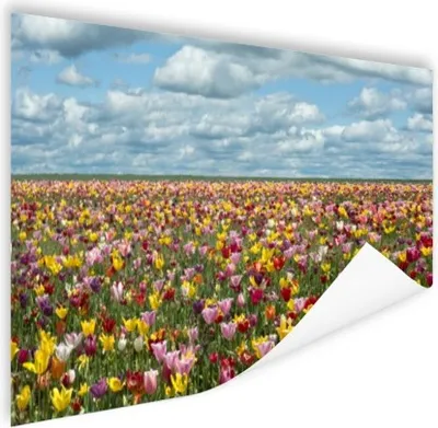 Produktbild von MuchoWow® Poster Tulpen - Farben - Wolken 180x120 cm - Fotoplakat