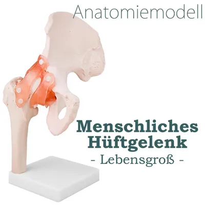 Produktbild von MedMod Anatomie Modell Hüfte, Lebensgroßes robustes Skelett Modell Hüftgelenk, 17 x 30 x 17 cm, für Schule, Studium und Anatomie-Training, Lehrmodell