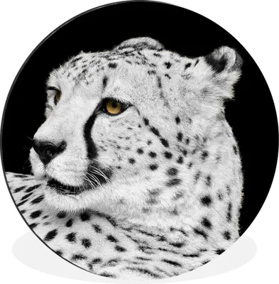 Produktbild von MuchoWow® Aluminium Wandkreis Leopard - Weiß - Schwarz Ø 60 cm Wanddeko Modern Wohnzimmer - Wand Kreis - Wandbild - Schlafzimmer - Aluminium Bild - Kinderzimmer - Wohnzimmer Dekoration - Wandschmuck