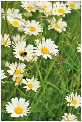 Produktbild von Wallario Wandbild aus Acryl, 90 x 60 cm, freischwebende Optik - Margeritenwiese